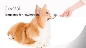  Presentation with brown and white - Cool new theme with adorable brown and white corgi backdrop and a white colored foreground
