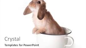  Presentation with bunny - Presentation design having adorable-brown-easter-bunny background and a white colored foreground