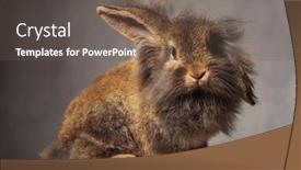  Presentation with lion - Presentation theme with adorable brown lion head rabbit bunny looking at the camera while sitting on a wood box background and a tawny brown colored foreground
