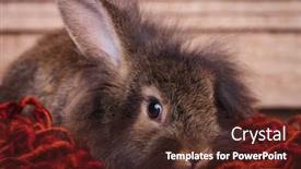 Presentation with lion - Cool new presentation theme with adorable-brown-lion-head-rabbit backdrop and a tawny brown colored foreground