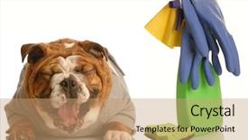  Presentation with dog house - Cool new presentation with adorable bulldog sitting beside cleaning backdrop and a coral colored foreground