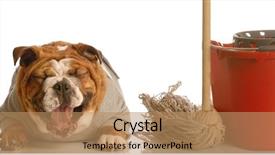  Presentation with dog house - PPT theme featuring adorable bulldog sitting beside mop background and a  colored foreground