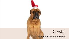  Presentation with bunny - Presentation featuring adorable-bullmastiff-dog-with-bunny background and a coral colored foreground