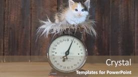  Presentation with kitten - Audience pleasing presentation theme consisting of adorable-calico-kitten-sitting backdrop and a violet colored foreground