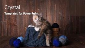  Presentation with knitting - Beautiful theme featuring adorable-calico-kitten backdrop and a tawny brown colored foreground