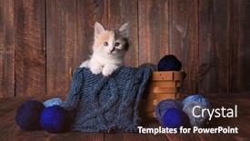  Presentation with yarn - Slide deck featuring adorable-calico-kitten background and a wine colored foreground