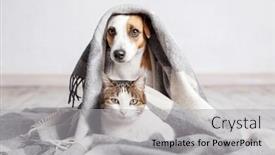  Presentation with russell - Presentation design having adorable-cat-and-dog-together background and a light gray colored foreground