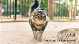  Presentation with walking cat - Presentation design consisting of adorable-cat-walking background and a lemonade colored foreground