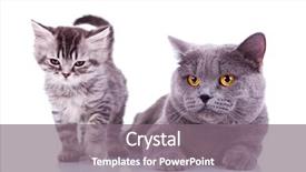  Presentation with cats - Beautiful slides featuring adorable cats on a white background one standing very sleepy and one seated backdrop and a gray colored foreground