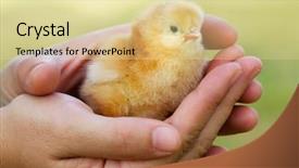  Presentation with chick - Beautiful presentation featuring adorable chick protected by hands backdrop and a blonde colored foreground