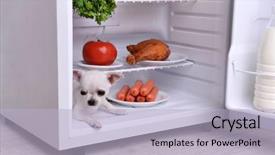  Presentation with fridge - Cool new PPT layouts with adorable chihuahua dog in open fridge in kitchen backdrop and a light blue colored foreground