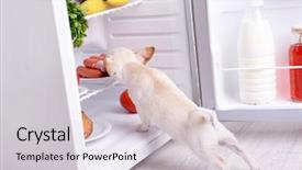  Presentation with fridge - Slide deck featuring adorable chihuahua dog near open fridge in kitchen background and a light gray colored foreground