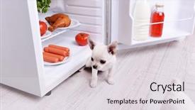  Presentation with fridge - Colorful PPT theme enhanced with adorable chihuahua dog near open fridge in kitchen backdrop and a light gray colored foreground