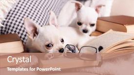  Presentation with sad dog abandoned dogs - Amazing slide set having adorable chihuahua dogs with books backdrop and a coral colored foreground
