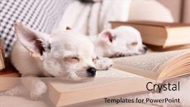  Presentation with dogs - Colorful PPT theme enhanced with adorable chihuahua dogs with books backdrop and a coral colored foreground