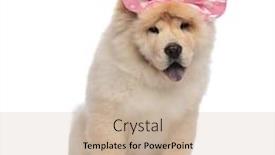  Presentation with pink ribbon - Colorful PPT layouts enhanced with adorable chow chow with pink ribbon on head panting and sitting on white background backdrop and a soft green colored foreground