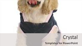  Presentation with pink blue - Presentation having adorable cocker spaniel puppy with cute expression wearing blue and pink dog coat on white background background and a light gray colored foreground