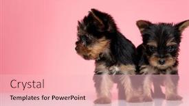  Presentation with christian templar knight looking - Beautiful slides featuring adorable-couple-of-yorkshire-terrier backdrop and a lemonade colored foreground