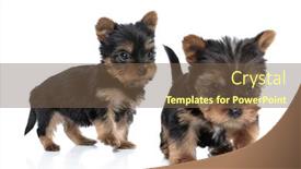  Presentation with comic couple - Amazing PPT theme having adorable-couple-of-yorkshire-terrier backdrop and a tawny brown colored foreground