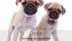  Presentation with standing sitting - Beautiful presentation theme featuring adorable curious pug couple with one of them sitting and the other standing on white background backdrop and a soft green colored foreground