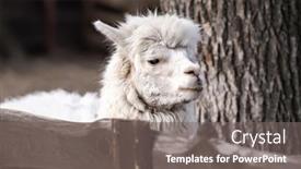  Presentation with zoo - Slide deck having adorable-cute-white-alpaca-standing background and a gray colored foreground
