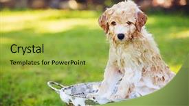  Presentation with puppy - Colorful presentation theme enhanced with adorable cute young puppy outside backdrop and a yellow colored foreground