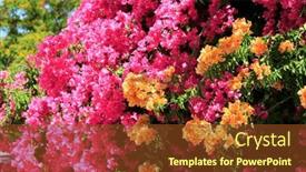  Presentation with bougainvillea - PPT layouts featuring adorable-dense-bougainvillea-blooms-luxuriantly background and a tawny brown colored foreground