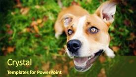  Presentation with dog park animal jack - Amazing slides having huntsman spider use venom to backdrop and a  colored foreground.