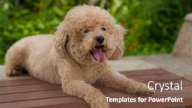  Presentation with poodle - Presentation design consisting of adorable dog poodle city at park background and a tawny brown colored foreground