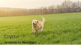  Presentation with green - Slide deck enhanced with adorable-domestic-dog-sitting background and a gold colored foreground