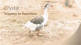  Presentation with duck - Audience pleasing PPT theme consisting of adorable-duck-at-the-farm backdrop and a lemonade colored foreground