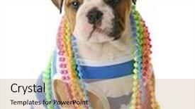  Presentation with jewelery - Slide set featuring adorable eight week old english bulldog puppy wearing blue and white shirt with colorful jewelery with reflection on white background background and a coral colored foreground