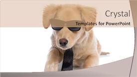  Presentation with puppy - Presentation theme with adorable-elegant-puppy-wearing-sunglasses background and a coral colored foreground