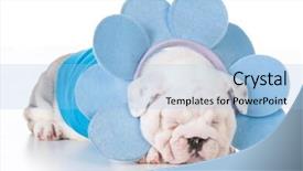  Presentation with english bulldog - Cool new PPT theme with adorable english bulldog puppy laying on white background backdrop and a light blue colored foreground
