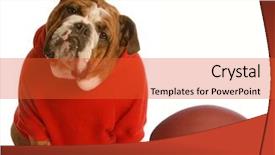  Presentation with what is english literature - Amazing slides having adorable english bulldog wearing sweatsuit backdrop and a red colored foreground