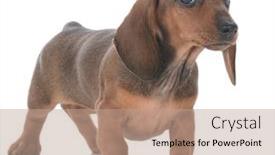  Presentation with dachshund - PPT theme featuring adorable-female-dachshund-puppy background and a coral colored foreground