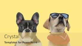  Presentation with leash - PPT theme enhanced with adorable-french-bulldog-dog-wearing background and a yellow colored foreground