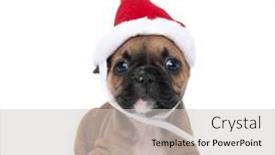  Presentation with dog christmas - Colorful presentation enhanced with adorable-french-bulldog-dog-wearing backdrop and a light gray colored foreground