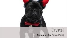  Presentation with devil - Amazing slide deck having adorable-french-bulldog-doggy-wearing backdrop and a light gray colored foreground