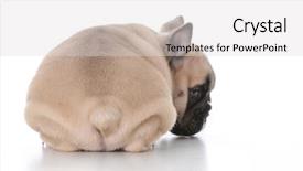  Presentation with french revoulution - Colorful slide deck enhanced with adorable french bulldog puppy bum backdrop and a  colored foreground