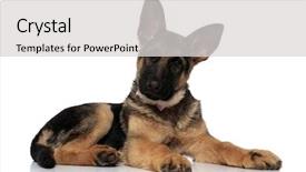  Presentation with german - Audience pleasing theme consisting of adorable german shepard wearing pink backdrop and a light gray colored foreground