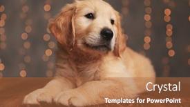  Presentation with golden lights - Colorful presentation design enhanced with adorable-golden-retriever-dog-looking backdrop and a red colored foreground