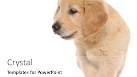  Presentation with golden - Beautiful slide set featuring adorable-golden-retriever-dog-looking backdrop and a white colored foreground