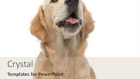  Presentation with ripe golden potato on white - Slide deck enhanced with adorable-golden-retriever-dog-looking background and a coral colored foreground