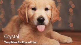  Presentation with golden lights - Presentation design consisting of adorable-golden-retriever-dog-panting background and a red colored foreground