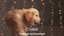  Presentation with golden lights - Cool new slide deck with adorable-golden-retriever-dog-walking backdrop and a tawny brown colored foreground