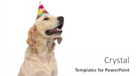  Presentation with dog - Slide deck consisting of adorable-golden-retriever-dog-wearing background and a white colored foreground
