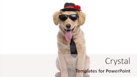  Presentation with golden - Slide set having adorable-golden-retriever-dog-wearing background and a light gray colored foreground
