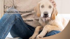  Presentation with golden - Presentation design enhanced with adorable-golden-retriever-lying background and a soft green colored foreground