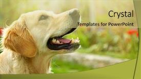  Presentation with nature - Slide set having adorable golden retriever on nature background and a yellow colored foreground